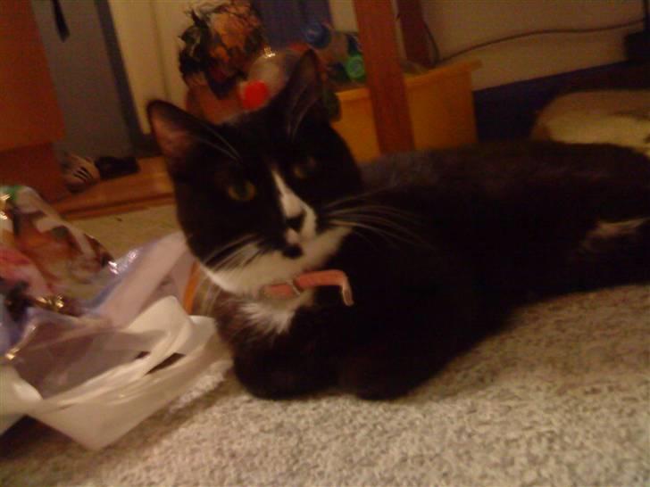 Blanding af racer Tilde billede 6