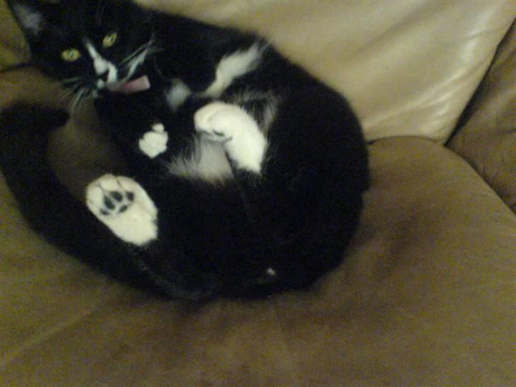 Blanding af racer Tilde billede 7