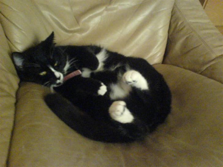 Blanding af racer Tilde billede 8