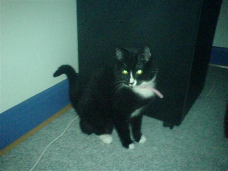 Blanding af racer Tilde billede 9