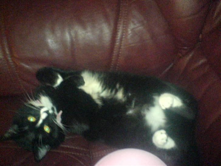 Blanding af racer Tilde billede 10