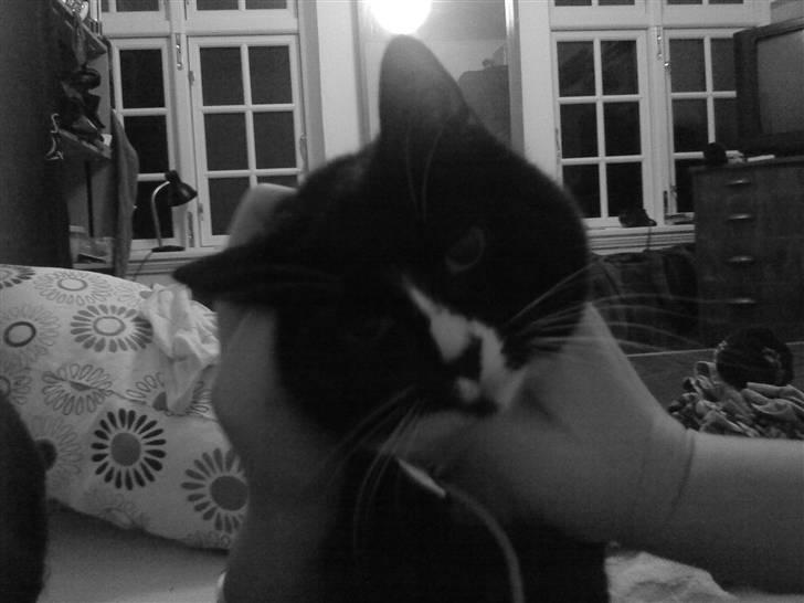 Blanding af racer Tilde billede 11