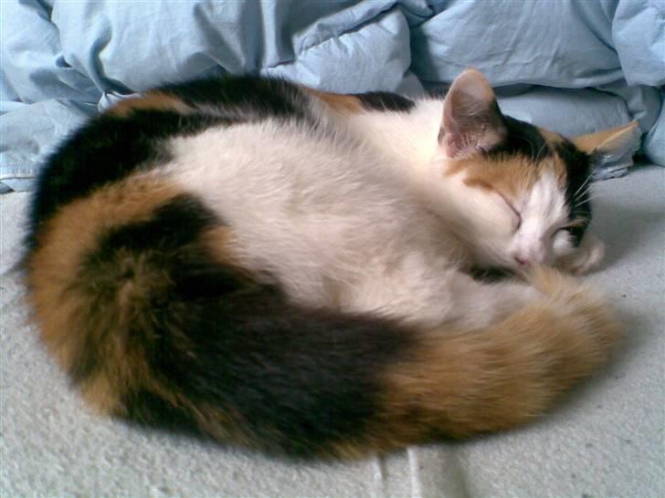 Blanding af racer Emily billede 1