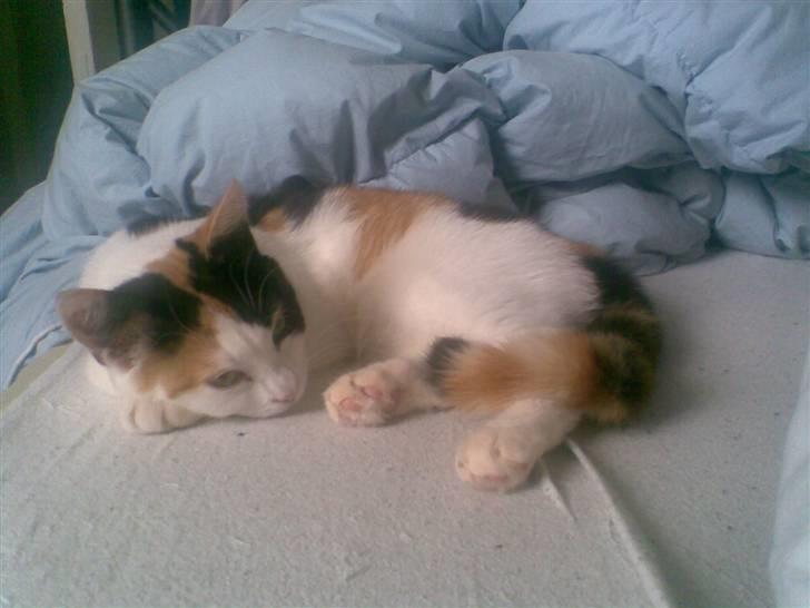 Blanding af racer Emily billede 2