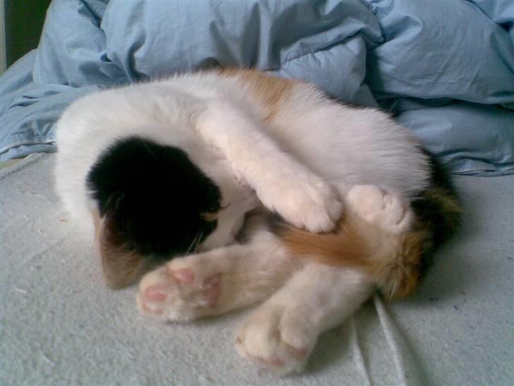 Blanding af racer Emily billede 3