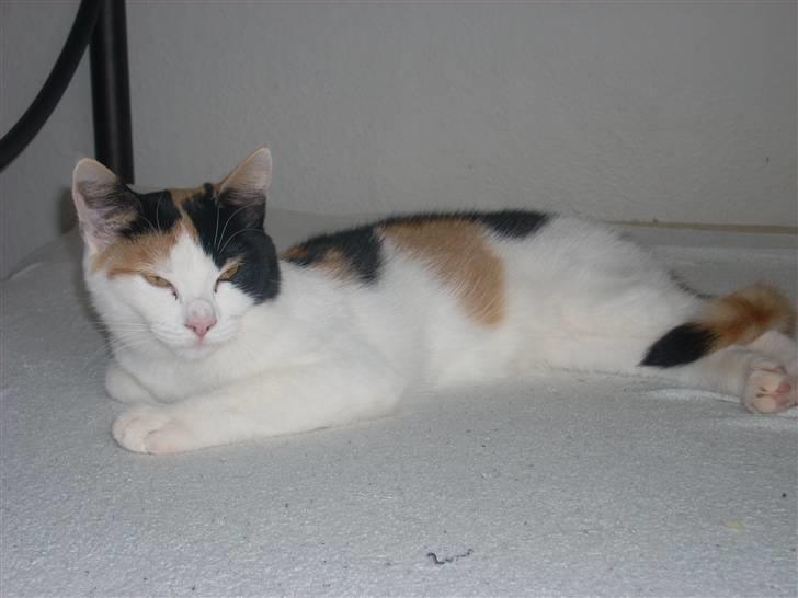 Blanding af racer Emily billede 4