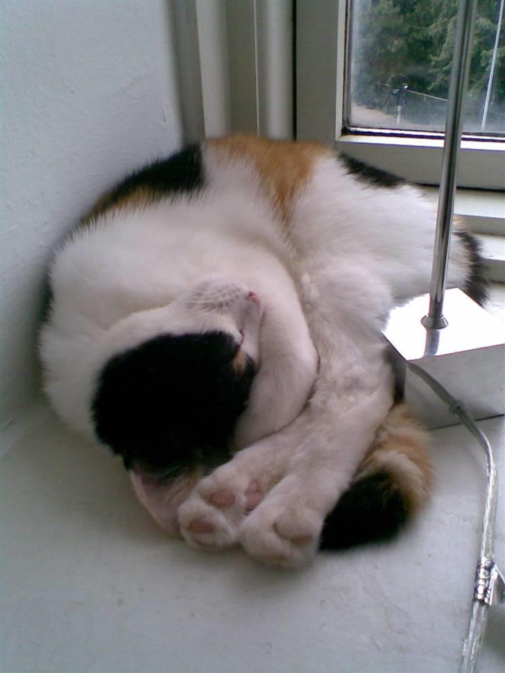 Blanding af racer Emily billede 5