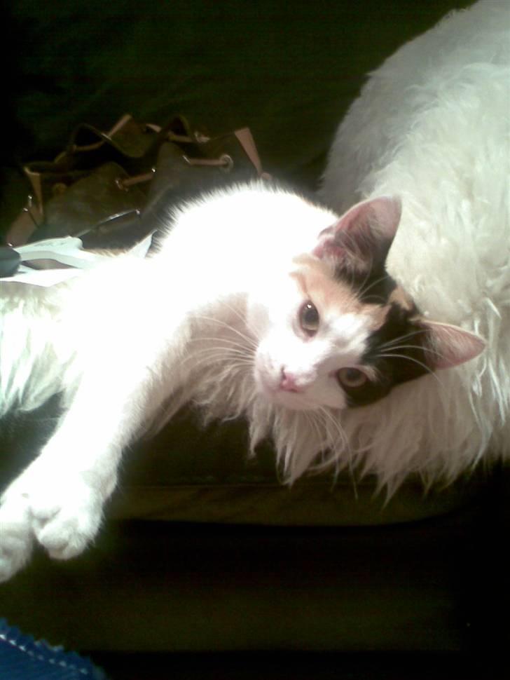 Blanding af racer Emily billede 6