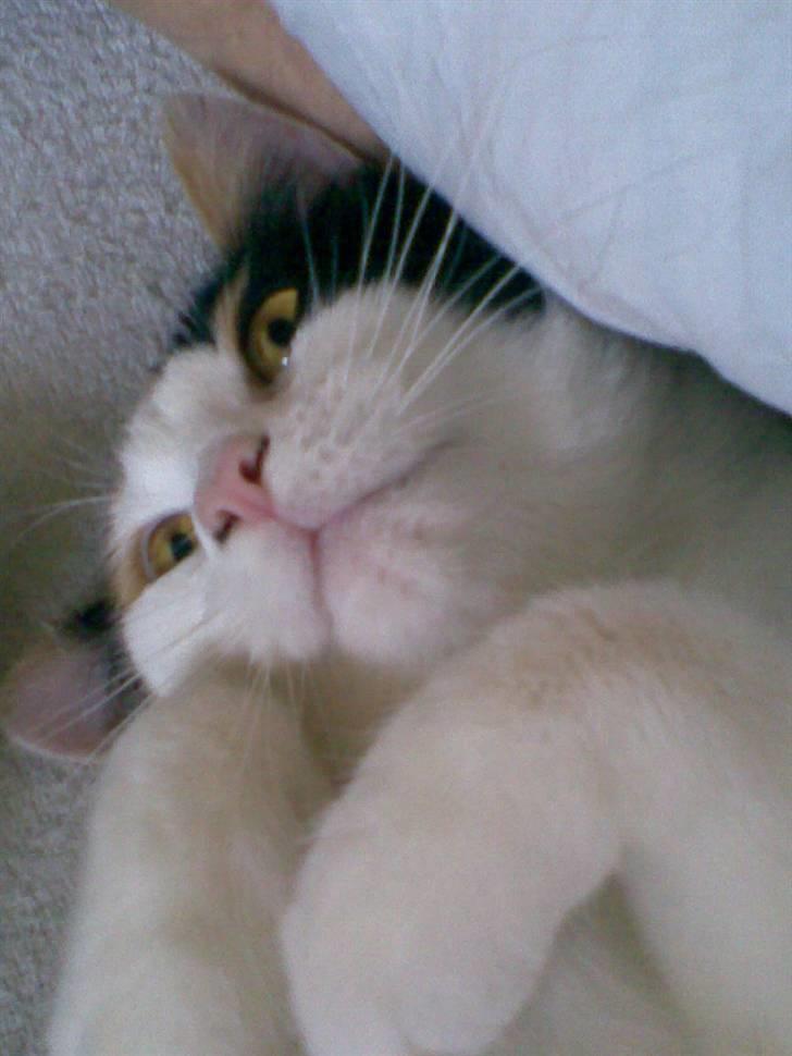 Blanding af racer Emily billede 7