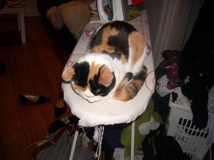 Blanding af racer Emily billede 8