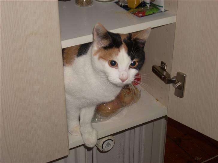 Blanding af racer Emily billede 9