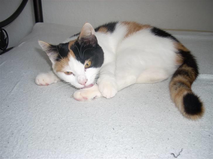 Blanding af racer Emily billede 10