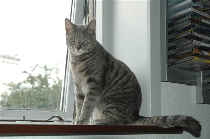 Blanding af racer turbo r.i.p  - ny billede 10