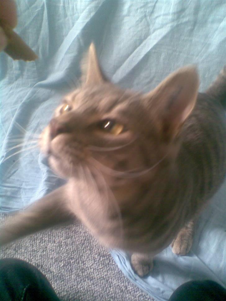 Blanding af racer turbo r.i.p  - Er jeg ikke dygtig..? billede 11