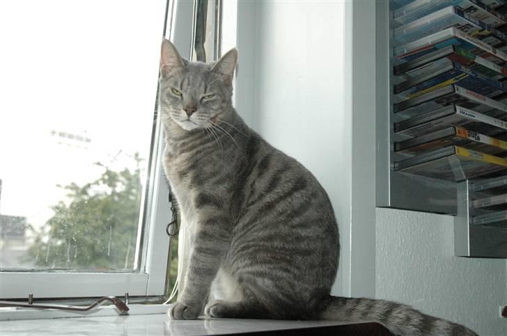 Blanding af racer turbo r.i.p  - ny billede 12