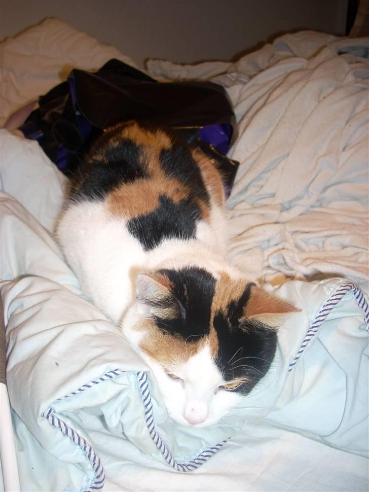 Blanding af racer Emily billede 11