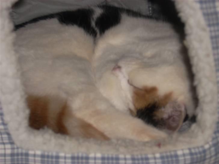 Blanding af racer Emily billede 12