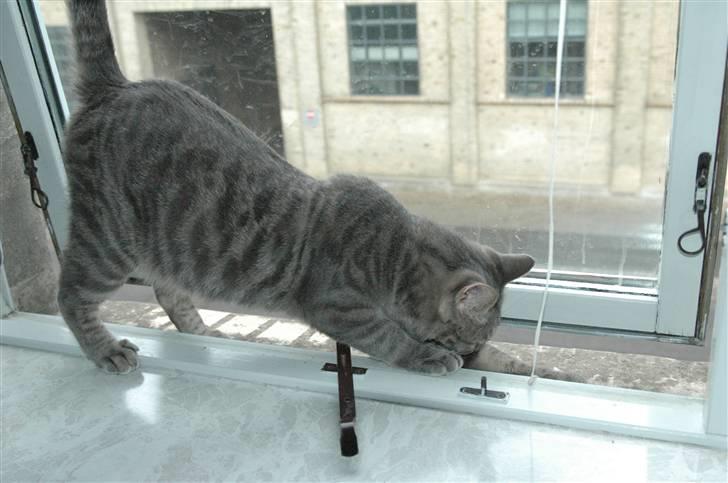 Blanding af racer turbo r.i.p  - ny billede 13