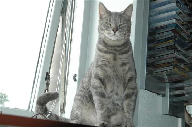 Blanding af racer turbo r.i.p  - ny billede 15