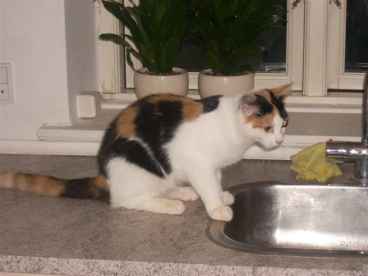 Blanding af racer Emily billede 13