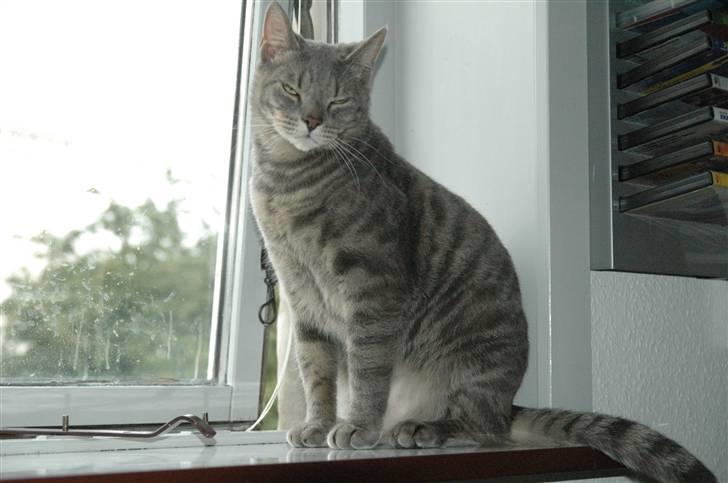 Blanding af racer turbo r.i.p  - ny billede 17