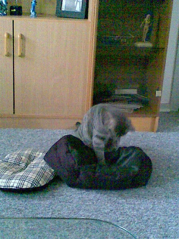 Blanding af racer turbo r.i.p  - Jeg leger bare lig med en mus... billede 18