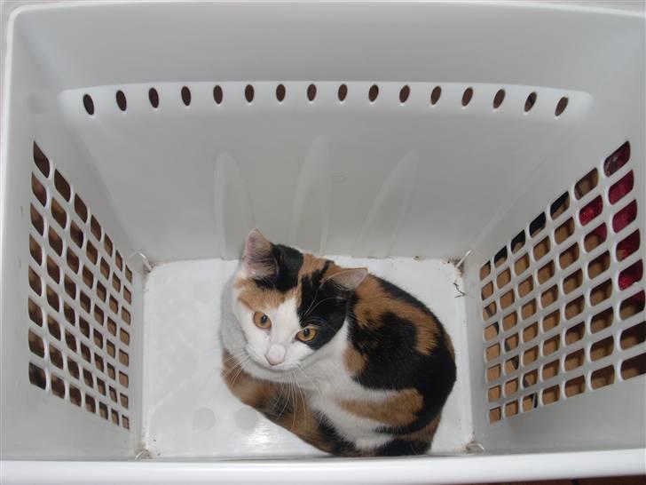 Blanding af racer Emily billede 14