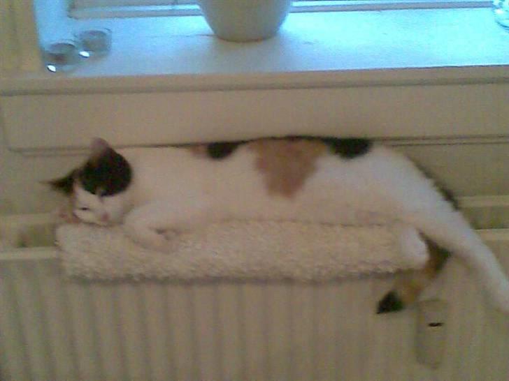 Blanding af racer Emily billede 15