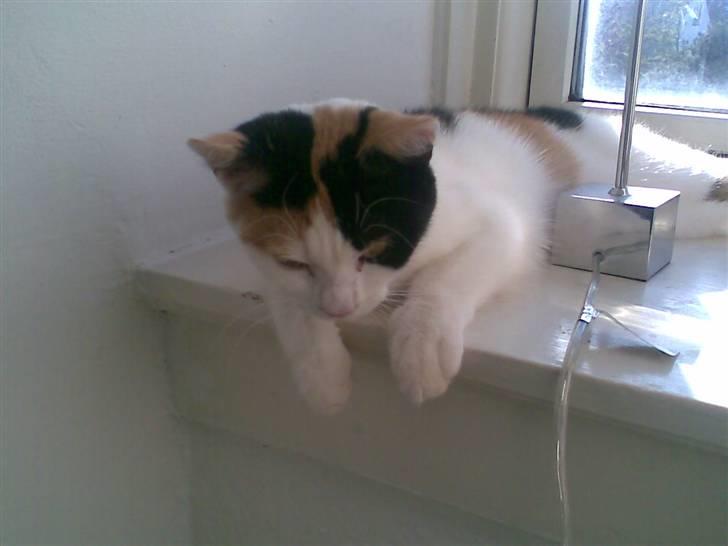 Blanding af racer Emily billede 16