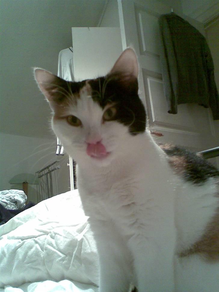 Blanding af racer Emily billede 17