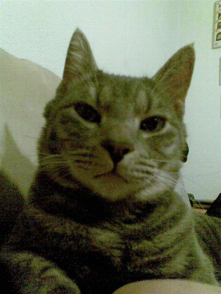 Blanding af racer turbo r.i.p  billede 19