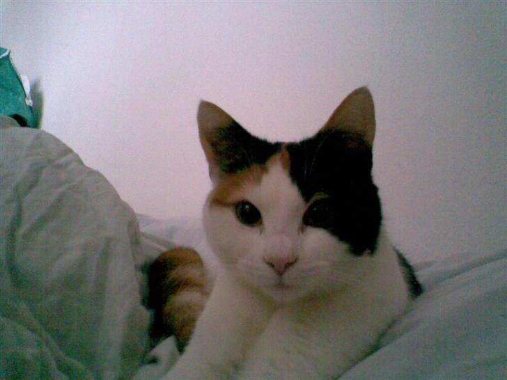 Blanding af racer Emily billede 18