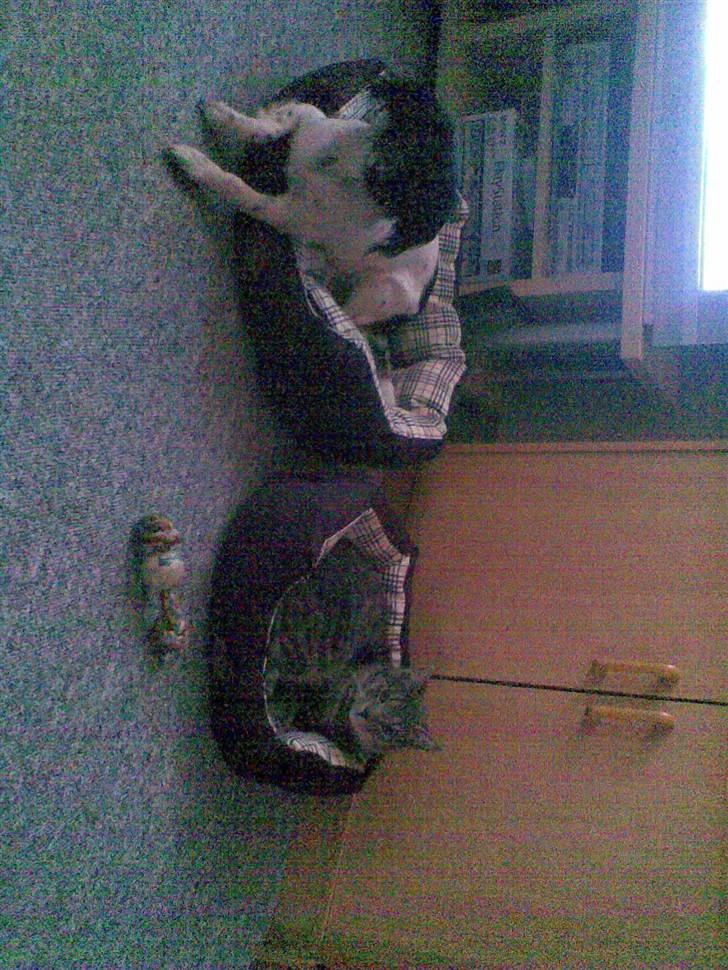 Blanding af racer turbo r.i.p  - vi kan godt lig vores kurve... billede 20