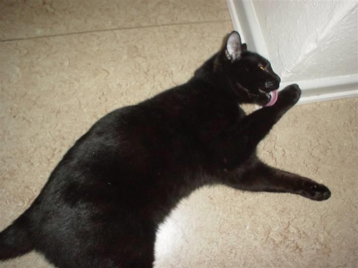 Huskat Mickey billede 8