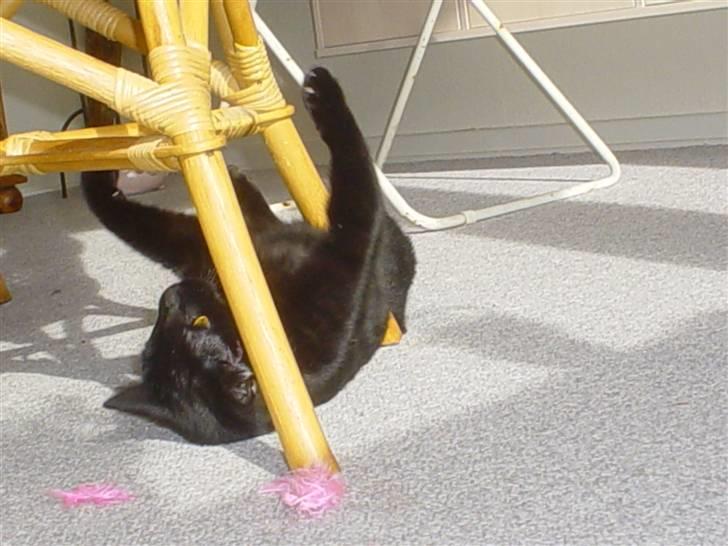 Huskat Mickey billede 9