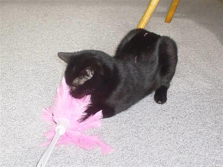 Huskat Mickey billede 10