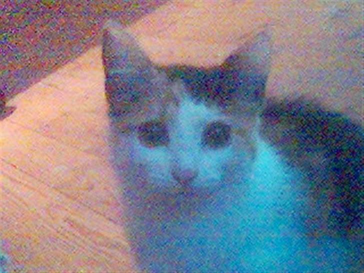 Blanding af racer Bailey billede 13