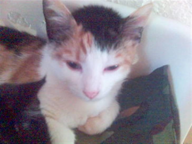 Blanding af racer Bailey billede 14