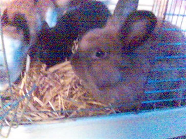 Blanding af racer Bailey billede 15