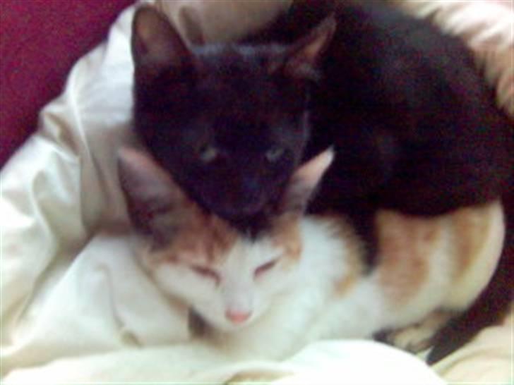 Blanding af racer Bailey billede 16