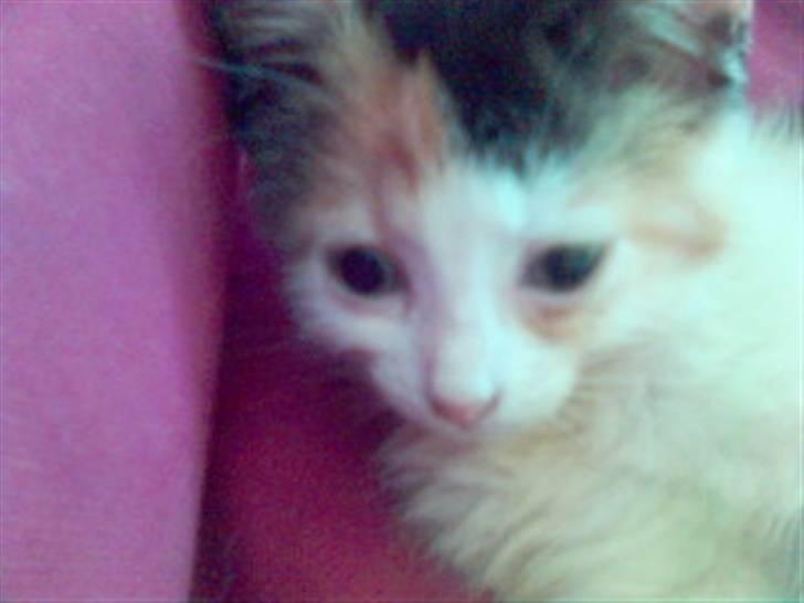 Blanding af racer Bailey billede 17