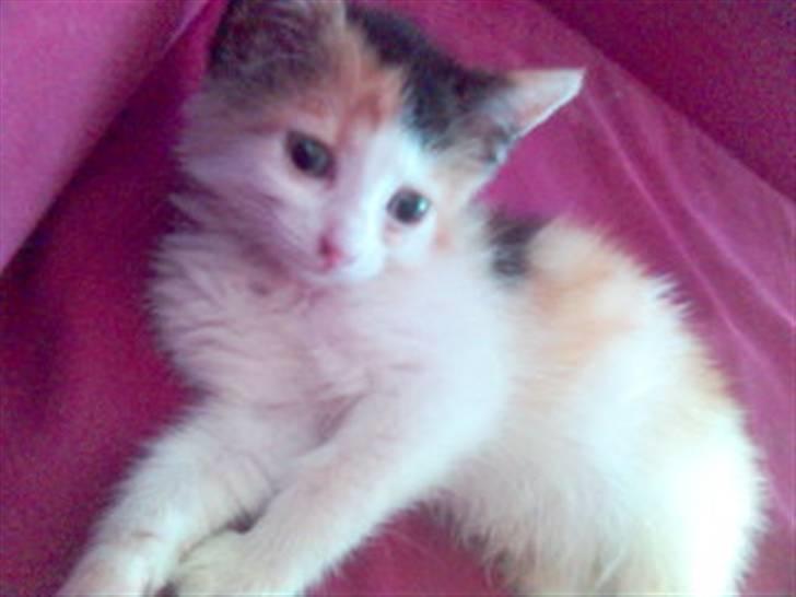 Blanding af racer Bailey billede 18