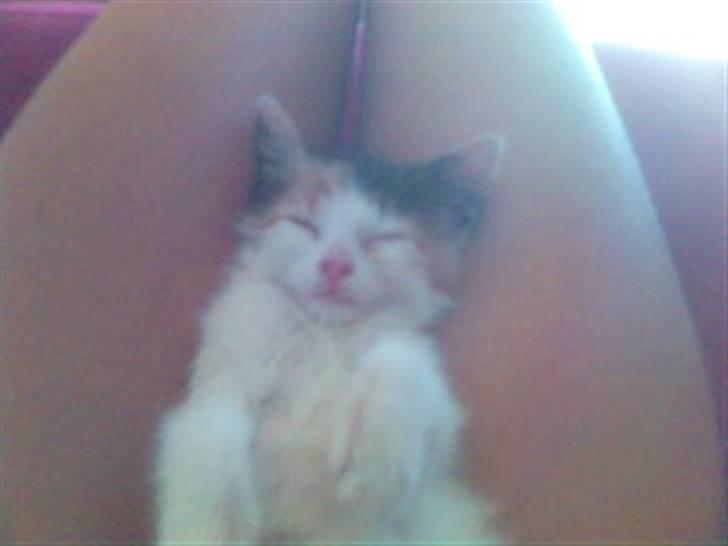 Blanding af racer Bailey billede 19