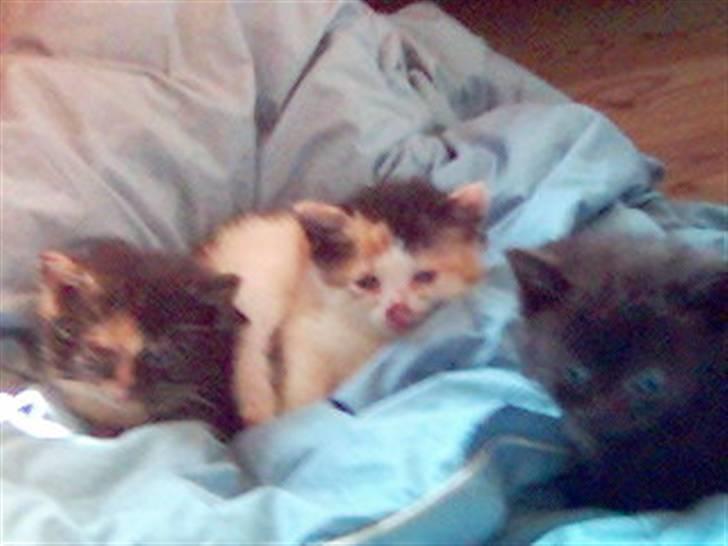 Blanding af racer Bailey billede 20