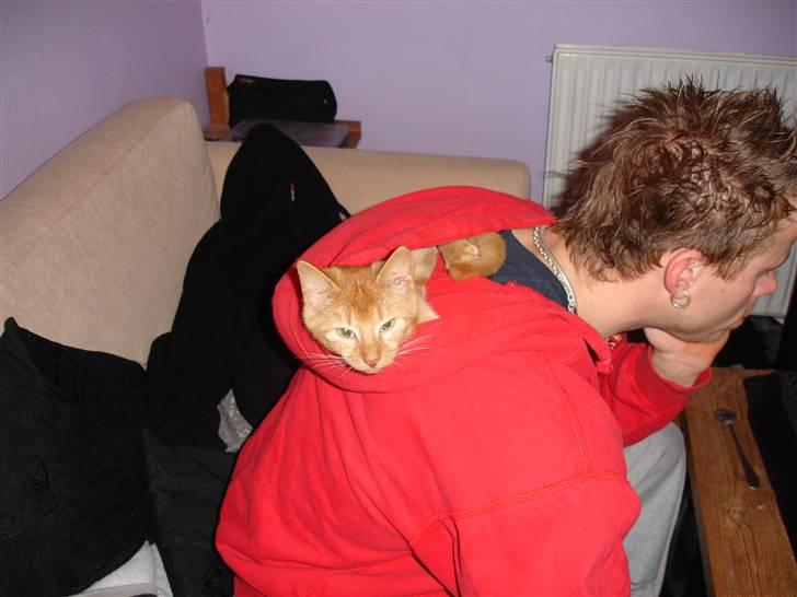 Blanding af racer Simba Den Farlige - det er en UTROLIG go trøje du har ;0) billede 8