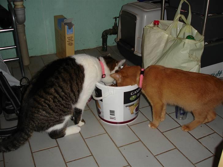 Blanding af racer Simba Den Farlige - der var fri "bar"...... billede 9