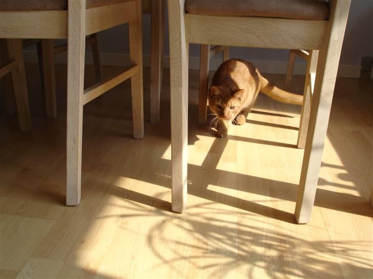 Blanding af racer Simba Den Farlige - Sniger Tiger billede 10