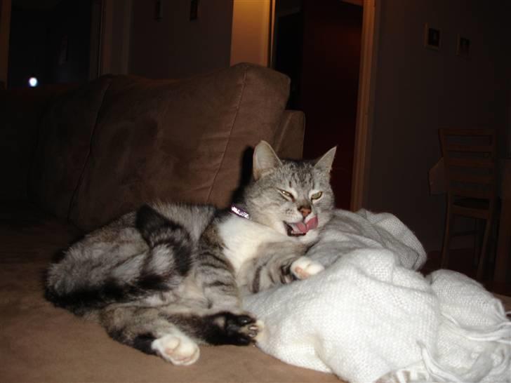 Huskat Bisse Misse R.I.P. 281210 billede 6