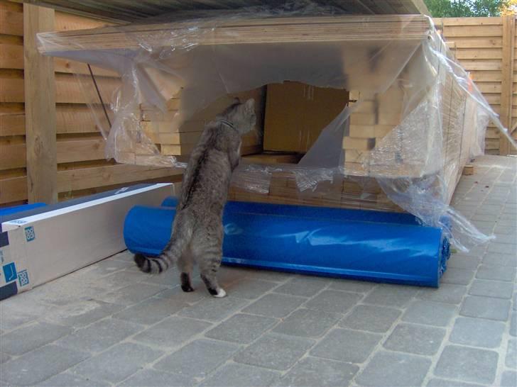 Huskat Bisse Misse R.I.P. 281210 - se lige min lækre pels.. billede 7