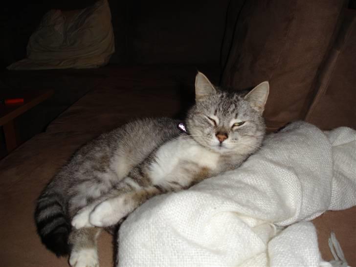 Huskat Bisse Misse R.I.P. 281210 billede 8